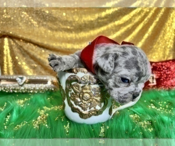 Medium Photo #55 French Bulldog Puppy For Sale in HAYWARD, CA, USA