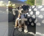 Titan - Male Australian Shepherd Puppy for Sale - Small photo
