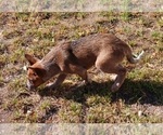 Small Photo #5 Australian Cattle Dog Puppy For Sale in SYLMAR, CA, USA