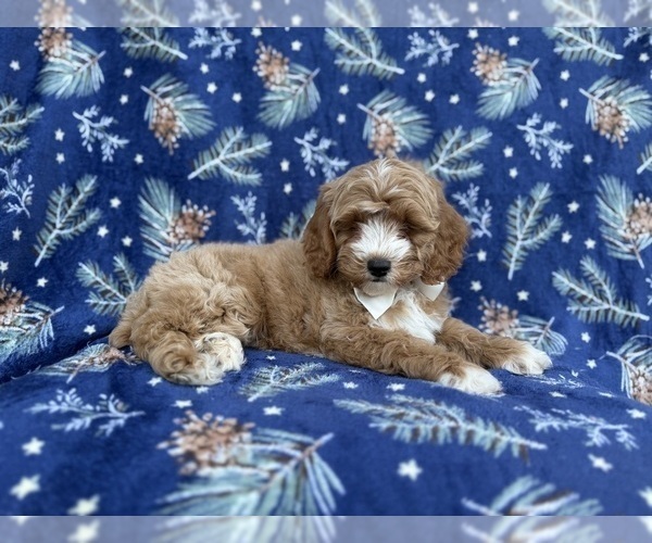 Medium Photo #5 Cock-A-Poo Puppy For Sale in LAKELAND, FL, USA