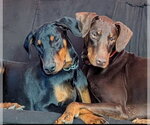 Small #5 Doberman Pinscher