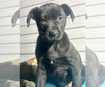Small #2 Labrador Retriever Mix