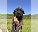 Puppy Clover Mastiff