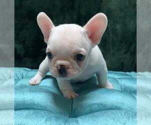 French Bulldog Puppy for sale in JOHNS ISLAND, SC, USA
