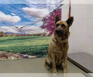 German Shepherd Dog-Unknown Mix Dogs for adoption in Moreno Valley, CA, USA