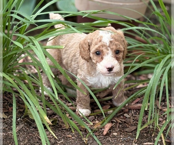 Medium Photo #3 Goldendoodle (Miniature) Puppy For Sale in SAINT MARYS, KS, USA