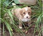 Small Photo #3 Goldendoodle (Miniature) Puppy For Sale in SAINT MARYS, KS, USA