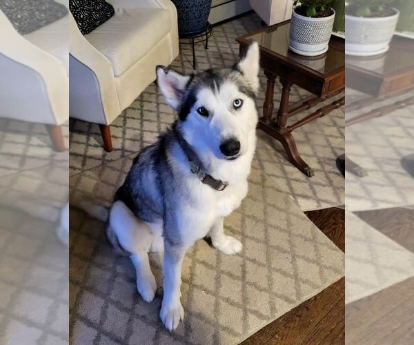 Medium Photo #10 Huskies -Unknown Mix Puppy For Sale in New York, NY, USA
