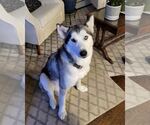 Small #9 Huskies  Mix