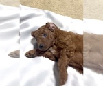 Puppy 1 Golden Retriever-Poodle (Toy) Mix