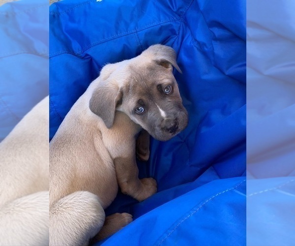 Medium Photo #36 Cane Corso Puppy For Sale in SEBASTOPOL, CA, USA