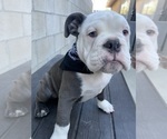 Small Photo #2 Olde English Bulldogge Puppy For Sale in LA HABRA, CA, USA