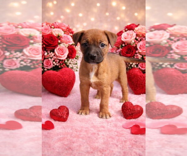Medium Photo #1 Mutt Puppy For Sale in Claremore, OK, USA