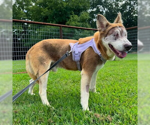Medium Photo #2 Siberian Husky-Unknown Mix Puppy For Sale in Omaha, NE, USA