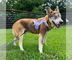Woody - Male Siberian Husky-Unknown Mix Dog for Adoption - Photo #2