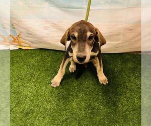 Redbone Coonhound-Unknown Mix Dogs for adoption in Globe, AZ, USA