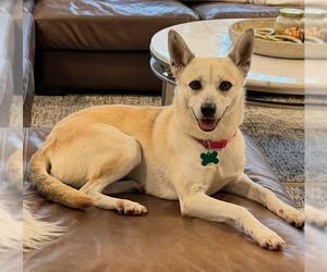 Mutt Dogs for adoption in Royal Palm Beach, FL, USA