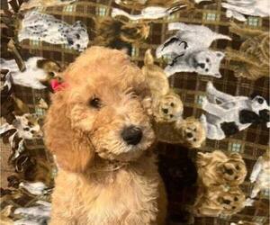 Poodle (Standard) Puppy for sale in KEOTA, OK, USA