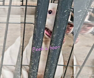 Ariel - Female Siberian Husky-Unknown Mix Dog for Adoption - Photo #7