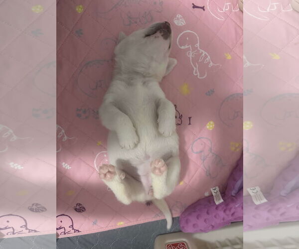 Medium Photo #17 Great Pyrenees-Unknown Mix Puppy For Sale in Houston, TX, USA