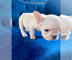 Small Photo #9 French Bulldog Puppy For Sale in DEAL, NJ, USA