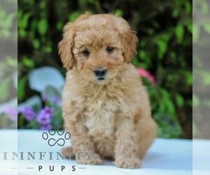 Goldendoodle (Miniature) Puppy for sale in EAST EARL, PA, USA