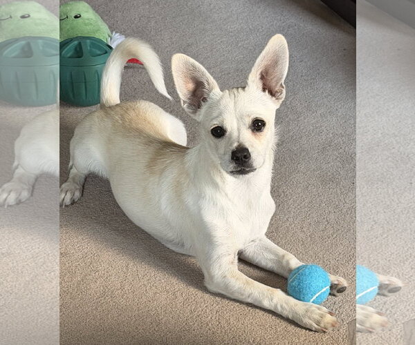 Medium Photo #3 Chihuahua-Unknown Mix Puppy For Sale in Bellevue, WA, USA