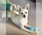 Small #2 Chihuahua Mix