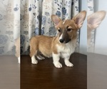 Small #20 Pembroke Welsh Corgi