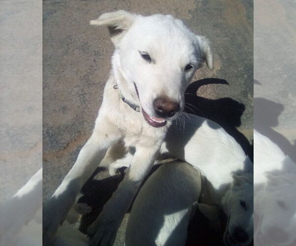 Medium Photo #9 Mutt Puppy For Sale in Apple Valley, CA, USA