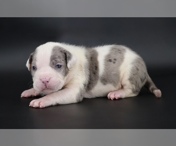 Medium Photo #1 American Bully Puppy For Sale in CHAMPAIGN, IL, USA