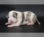 Image preview for Ad Listing. Nickname: Hercules