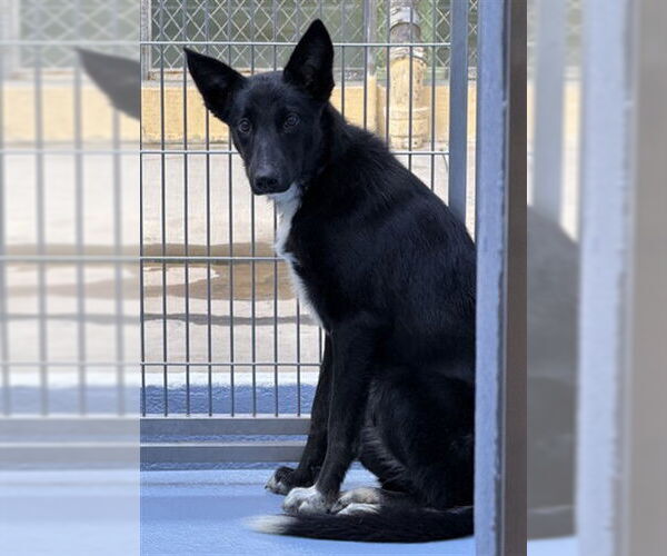 Medium Photo #1 Border Collie Puppy For Sale in Downey, CA, USA