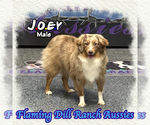 Image preview for Ad Listing. Nickname: Joey