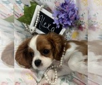 Small #9 Cavalier King Charles Spaniel