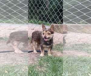 Mutt Dogs for adoption in Dallas, TX, USA
