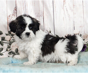 Zuchon Puppy for sale in PENNS CREEK, PA, USA
