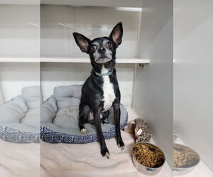 Chihuahua-Feist Terrier Mix Dogs for adoption in Middlesex, NC, USA