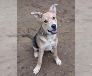 Mutt Dogs for adoption in Sacramento, CA, USA