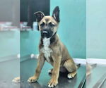 Small #3 Mutt
