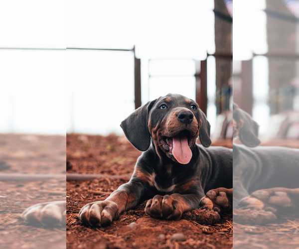 Medium Photo #3 Catahoula Leopard Dog Puppy For Sale in WILSONVILLE, OR, USA