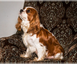 Mother of the Cavalier King Charles Spaniel puppies born on 11/26/2023
