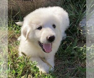 Great Pyrenees Puppy for sale in BRIGHTON, IA, USA