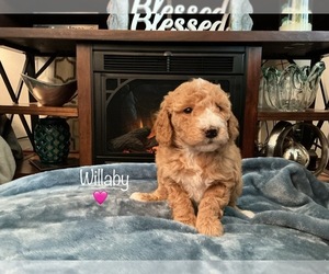 Goldendoodle (Miniature) Litter for sale in KEWASKUM, WI, USA