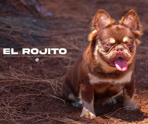 Father of the French Bulldog puppies born on 04/24/2025