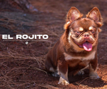 Small Photo #1 French Bulldog Puppy For Sale in BRIGHTON, CO, USA