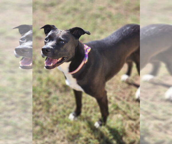Medium Photo #12 American Staffordshire Terrier-Unknown Mix Puppy For Sale in Rosenberg, TX, USA