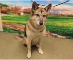 Small German Shepherd Dog-Siberian Husky Mix