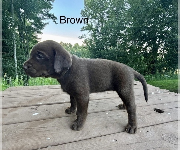 Medium Photo #3 Labrador Retriever Puppy For Sale in STANLEY, WI, USA