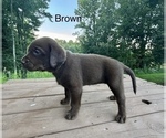 Small #2 Labrador Retriever